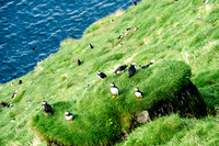 Puffin colony on the Westman Islands