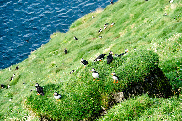 Puffin colony on the Westman Islands