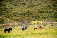 Icelandic Horses