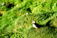 Puffin colony on the Westman Islands