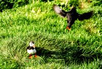 Puffin colony on the Westman Islands