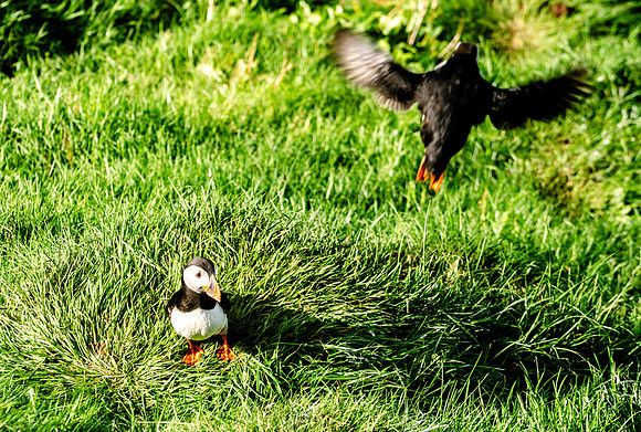Puffin colony on the Westman Islands