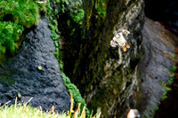 Puffin colony on the Westman Islands