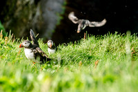 Puffin colony on the Westman Islands