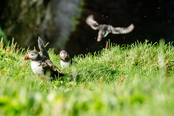 Puffin colony on the Westman Islands