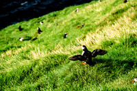 Puffin colony on the Westman Islands