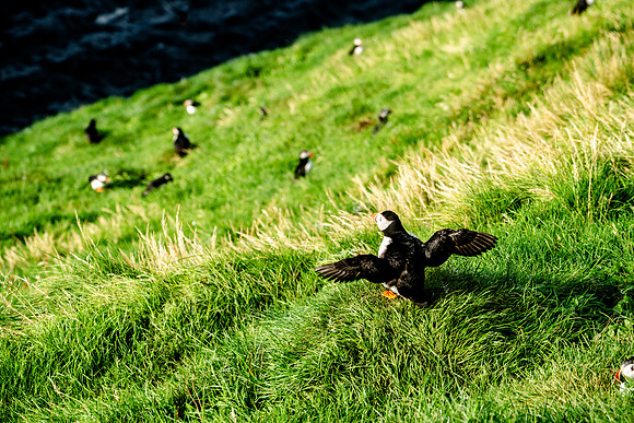 Puffin colony on the Westman Islands