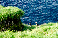 Puffin colony on the Westman Islands