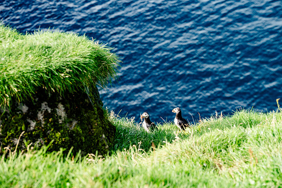 Puffin colony on the Westman Islands
