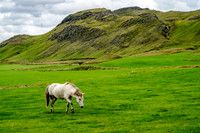 Icelandic Horses
