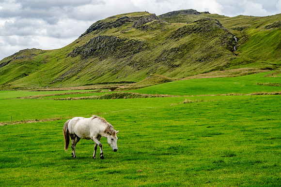 Icelandic Horses