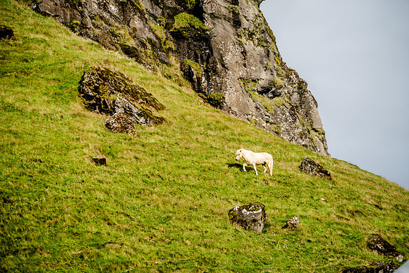 Icelandic Horses