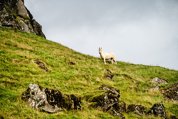 Icelandic Horses