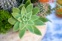 8-MCADecor-Phoenician-3436