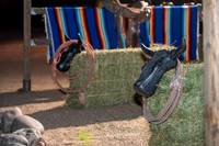 20-www.HarleyBonham.com-3689