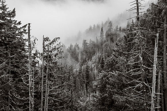 Hurricane Ridge, Olympic National Park