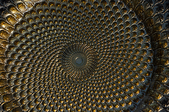 264-Navitus-63675