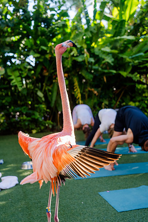 047-Bahamas-201373