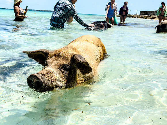 034-Bahamas-2707