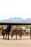 15-CattleDrive-May4-60193