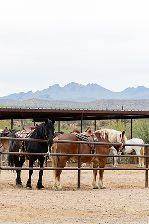 15-CattleDrive-May4-60193