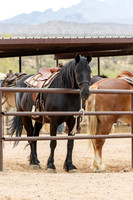 14-CattleDrive-May4-60192