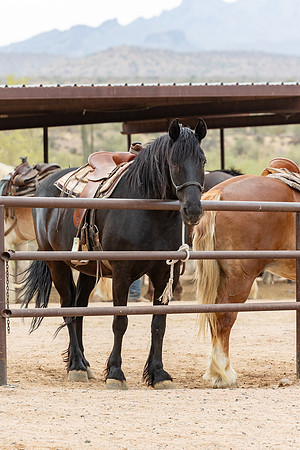 14-CattleDrive-May4-60192