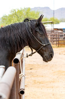 18-CattleDrive-May4-60196