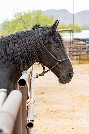 18-CattleDrive-May4-60196