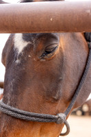 21-CattleDrive-May4-55039