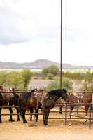 3-CattleDrive-May5-60596