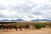 1-CattleDrive-May5-60594