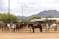 2-CattleDrive-May5-60595