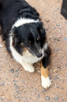 6-CattleDrive-May5-60599