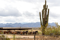 12-CattleDrive-May5-60603