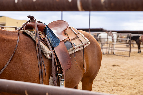 14-CattleDrive-May5-55154