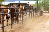 15-CattleDrive-May5-60605