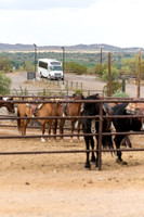 19-CattleDrive-May5-60612