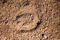 4-CattleDrive-May6-60997