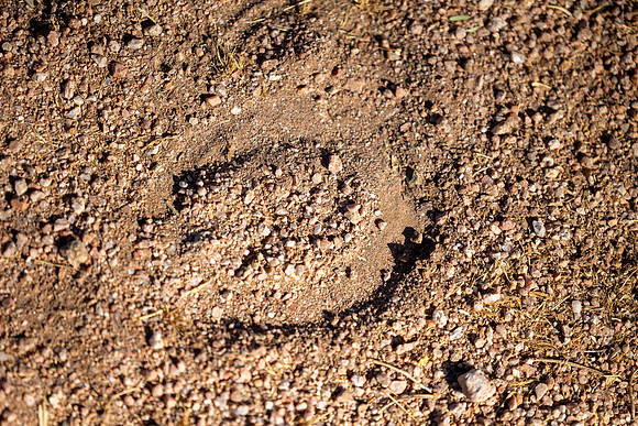 4-CattleDrive-May6-60997