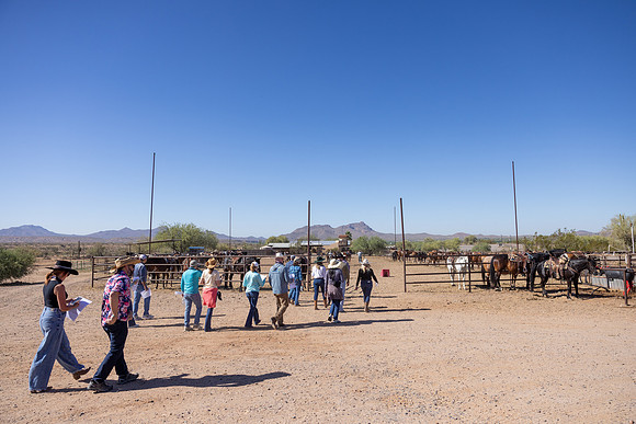10-CattleDrive-May6-55406