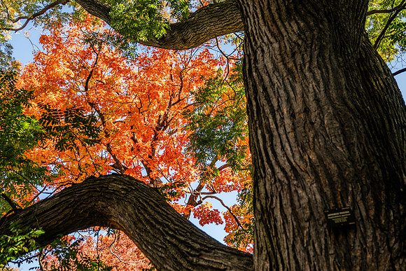 013-FallColors-