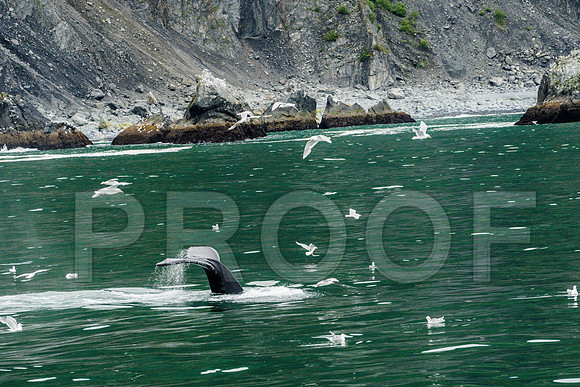 050-Alaska-7208902