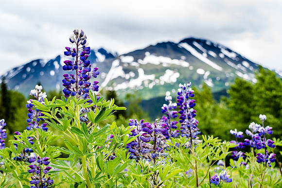 101-Alaska-7209082