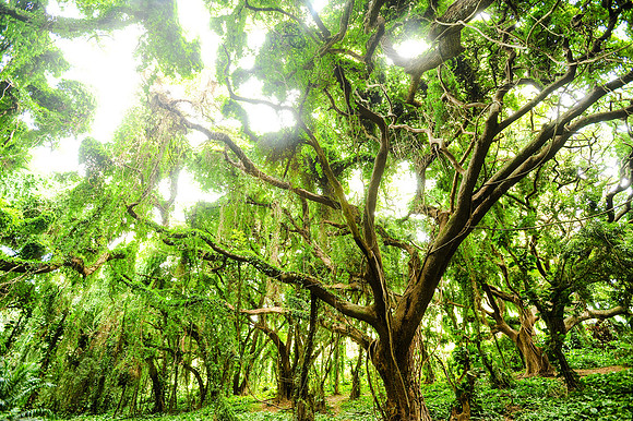 -076Maui8253