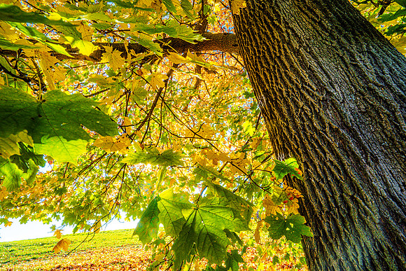 044-FallColors-74200261