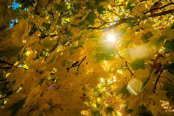 043-FallColors-74200259