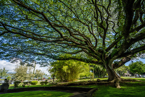 Japanese Friendship Garden, Hilo