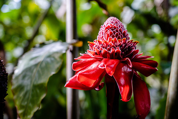 Japanese Friendship Garden, Hilo