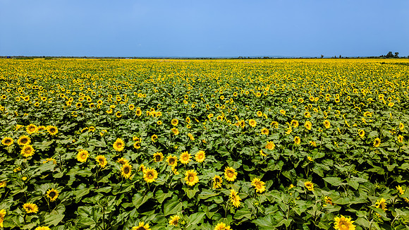 Sunflower fields near Arles
